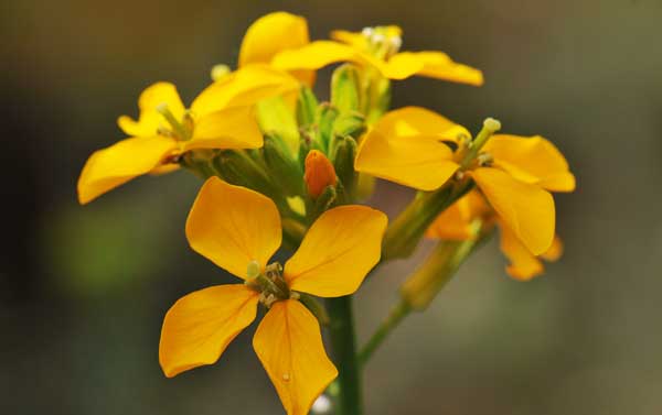 Erysimum capitatum, Western Wallflower, Southwest Desert Flora